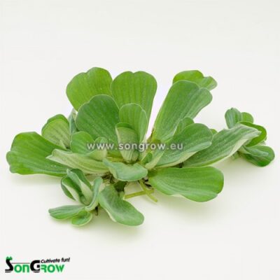 Pistia stratiotes