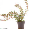 Rotala Vietnam Hra
