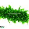 Microsorum minor (thin leaves) - χαλάκι έτοιμο με βεντουζες