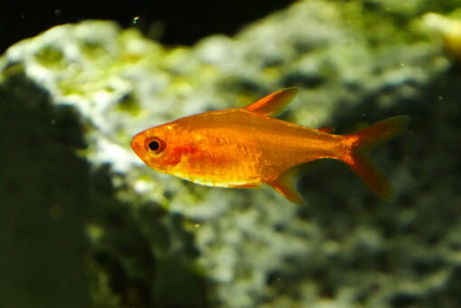 Ember Tetra - Image 3