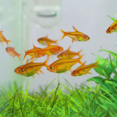 Alternative view of Ember Tetra