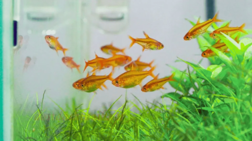 Ember Tetra - Image 2