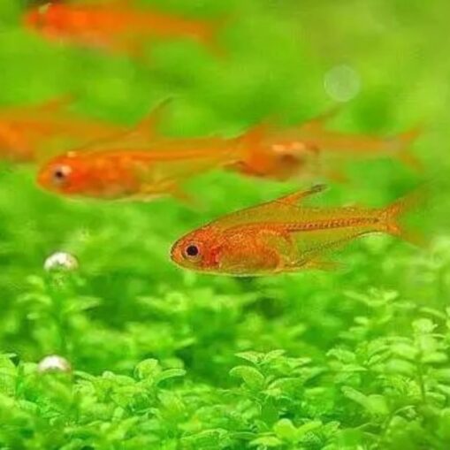 Ember Tetra
