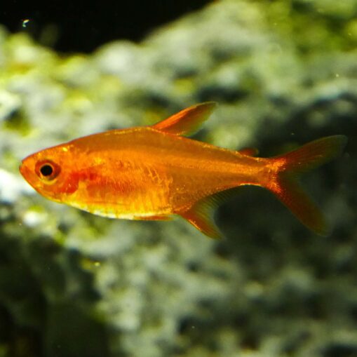 Ember Tetra - Image 4