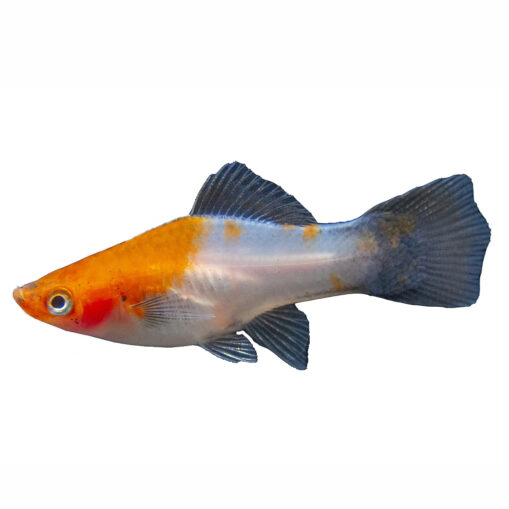 swordtail koi - Image 2