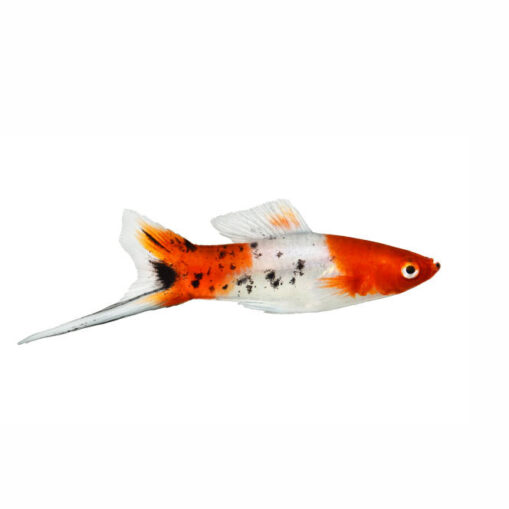 swordtail koi