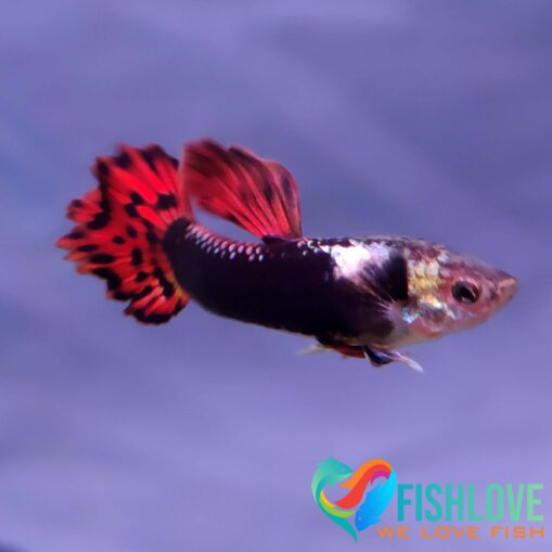 Guppy Dragon Mix - Image 2