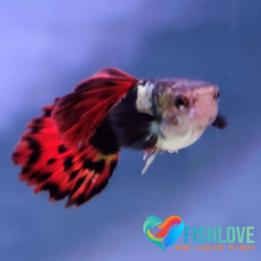 Guppy Dragon Mix - Image 3