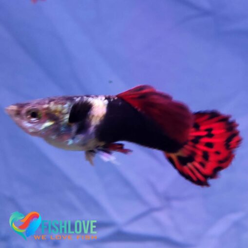 Guppy Dragon Mix - Image 4