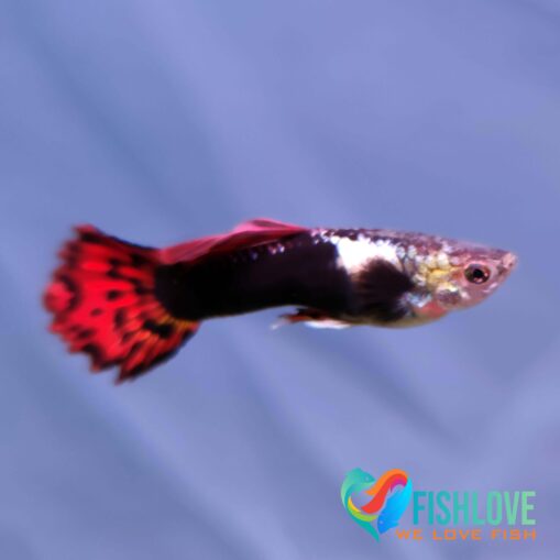 Guppy Dragon Mix - Image 5