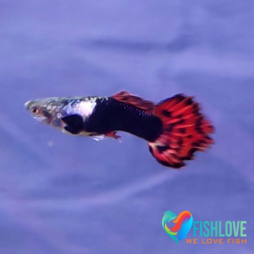 Guppy Dragon Mix - Image 6