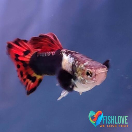 Guppy Dragon Mix - Image 7