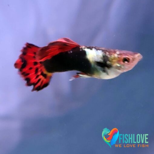 Guppy Dragon Mix - Image 8