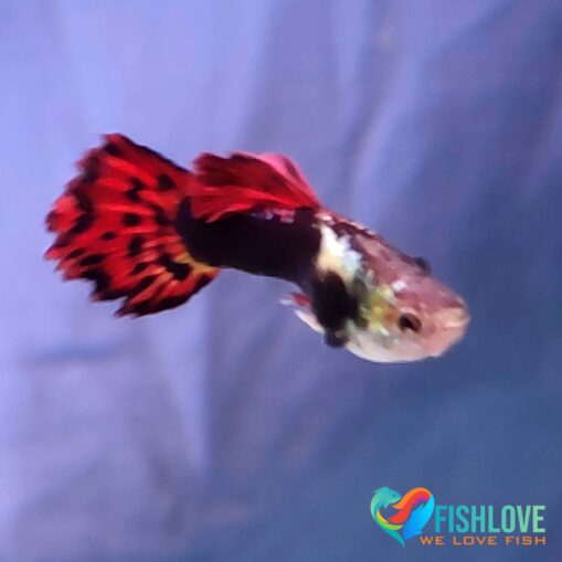 Guppy Dragon Mix - Image 9