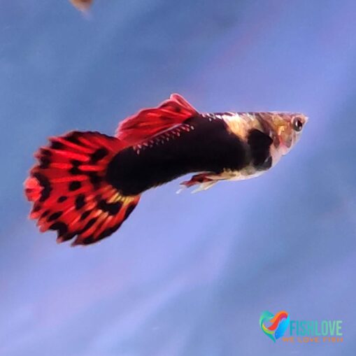 Guppy Dragon Mix