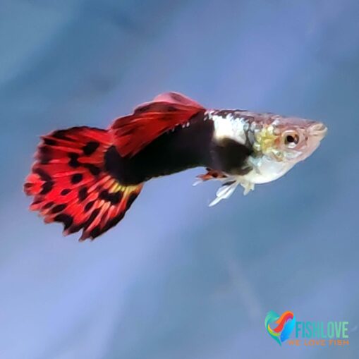 Guppy Dragon Mix - Image 11