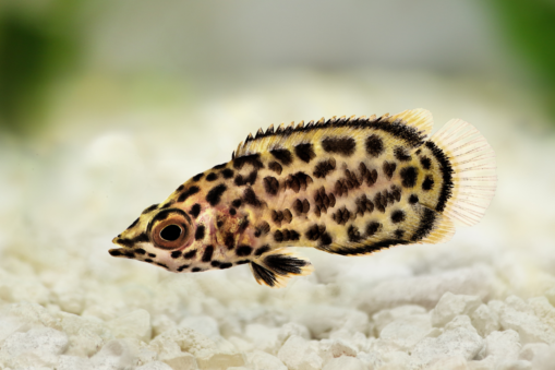 Gourami Leopard