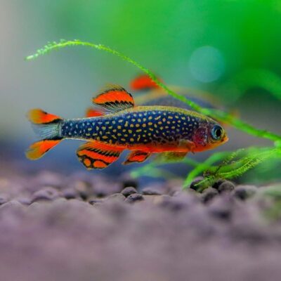 Galaxy Rasbora (Celestial Pearl Danio)