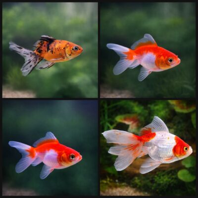 Mix Fantail