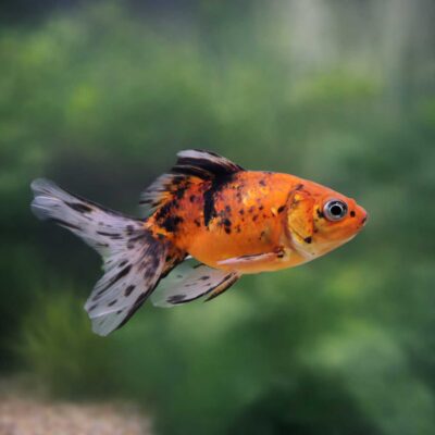Alternative view of Mix Fantail
