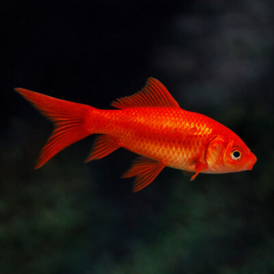 Χρυσόψαρο Red Comet