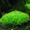 Riccia Fluitans – Το πιο εντυπωσιακό χαλί για το ενυδρείο σου !