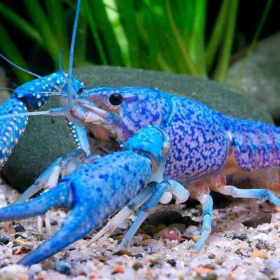 Blue Crayfish – Μπλε Καραβίδα Ενυδρείου για Γλυκό Νερό