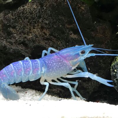 Alternative view of Blue Crayfish – Μπλε Καραβίδα Ενυδρείου για Γλυκό Νερό